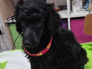 Poedel honden Schitterende Koningspoedel pups - Advertentie 7