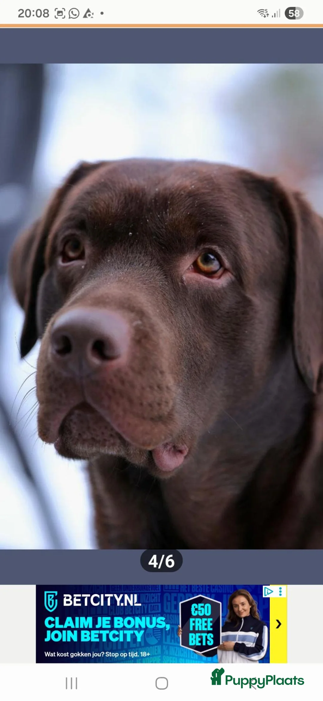 Labrador Retriever honden te koop: Te koop mooie labrador pups - Advertentie 11