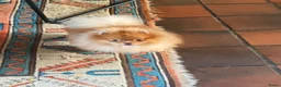 Pomeriaan honden te koop: Pomeranian zwart teefje - Advertentie 6