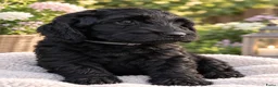 Kruising honden te koop: Prachtige Australian Labradoodle alf1 pups  - Advertentie 3