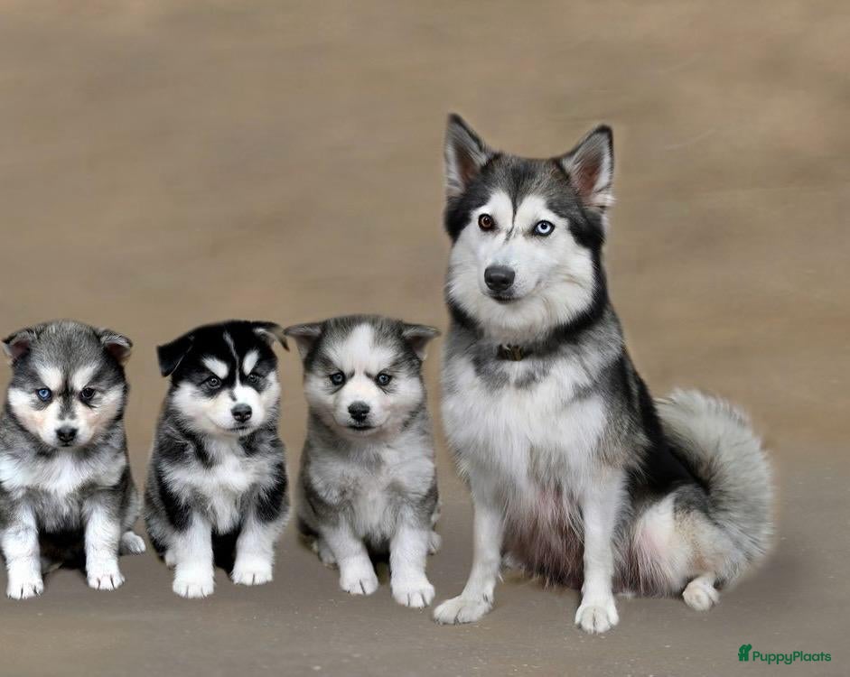 Pomsky honden te koop: Pomsky  - Advertentie 1