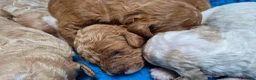 Cockapoo honden te koop: Cockapoo F2b pups - Advertentie 14