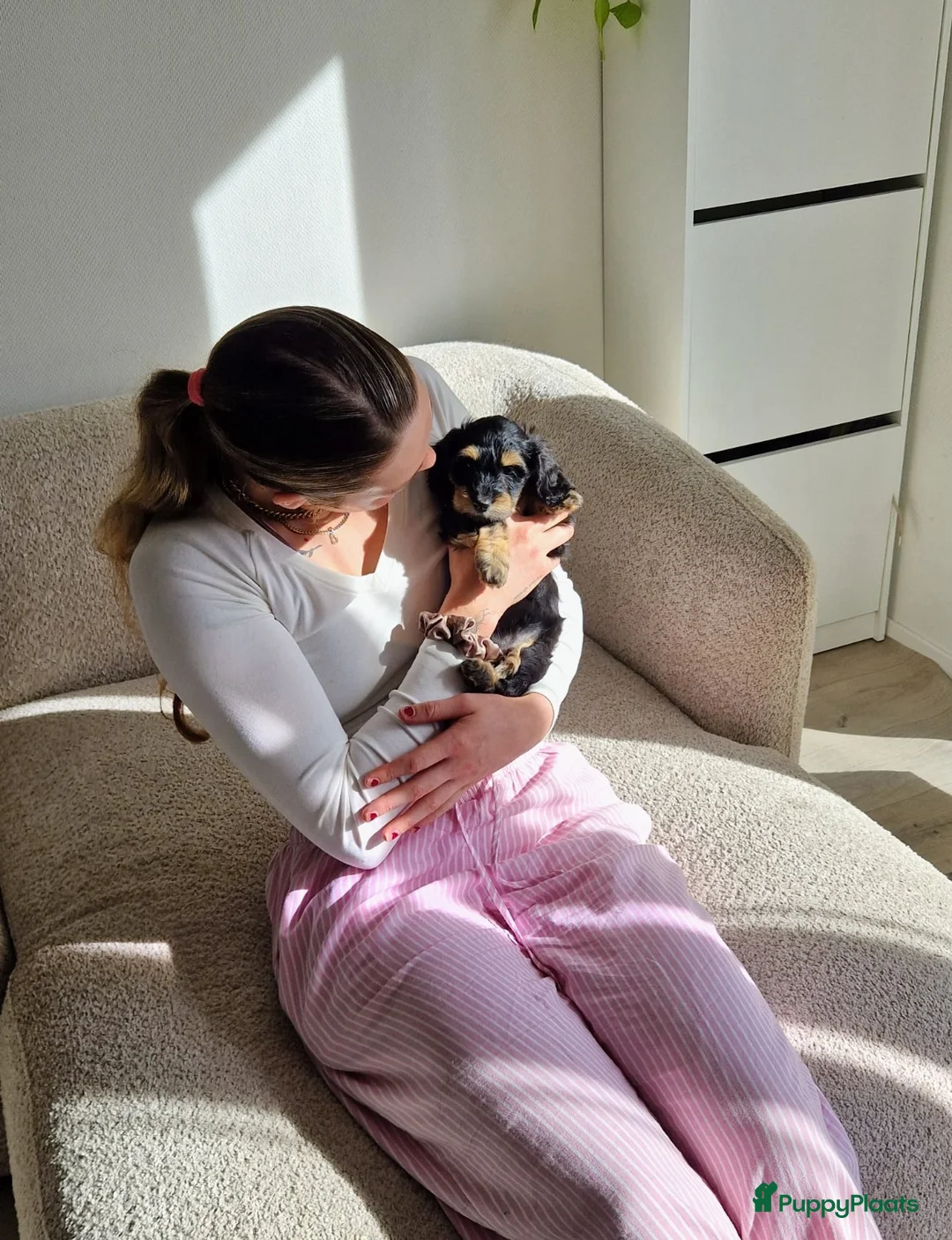 Kruising honden te koop: 🩷maltezer X dwergteckel💙 - Advertentie 5