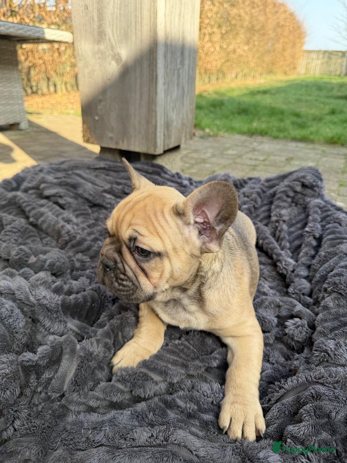 Franse Bulldog honden Nog 3Mooie franse bulldog pups mogen nest verlaten - Advertentie 1