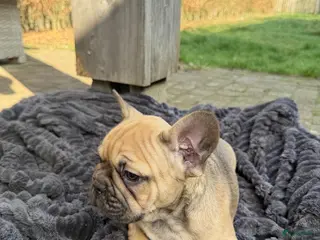 Franse Bulldog honden Nog 3Mooie franse bulldog pups mogen nest verlaten - Advertentie 14