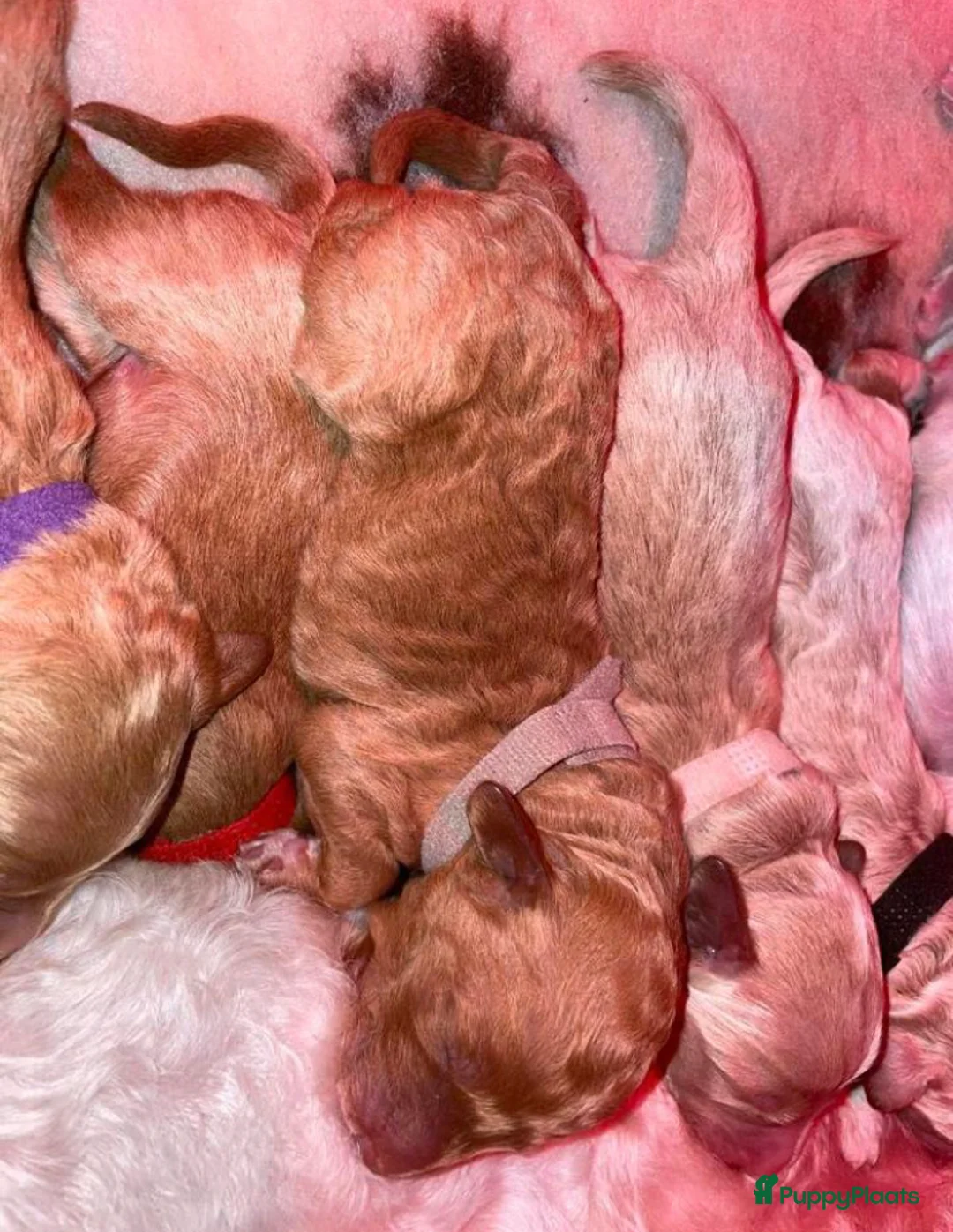 Labradoodle honden ter dekking: KNAPPE AUSTRALIAN LABRADOODLE DEKREU PUK in Breda - Advertentie 17