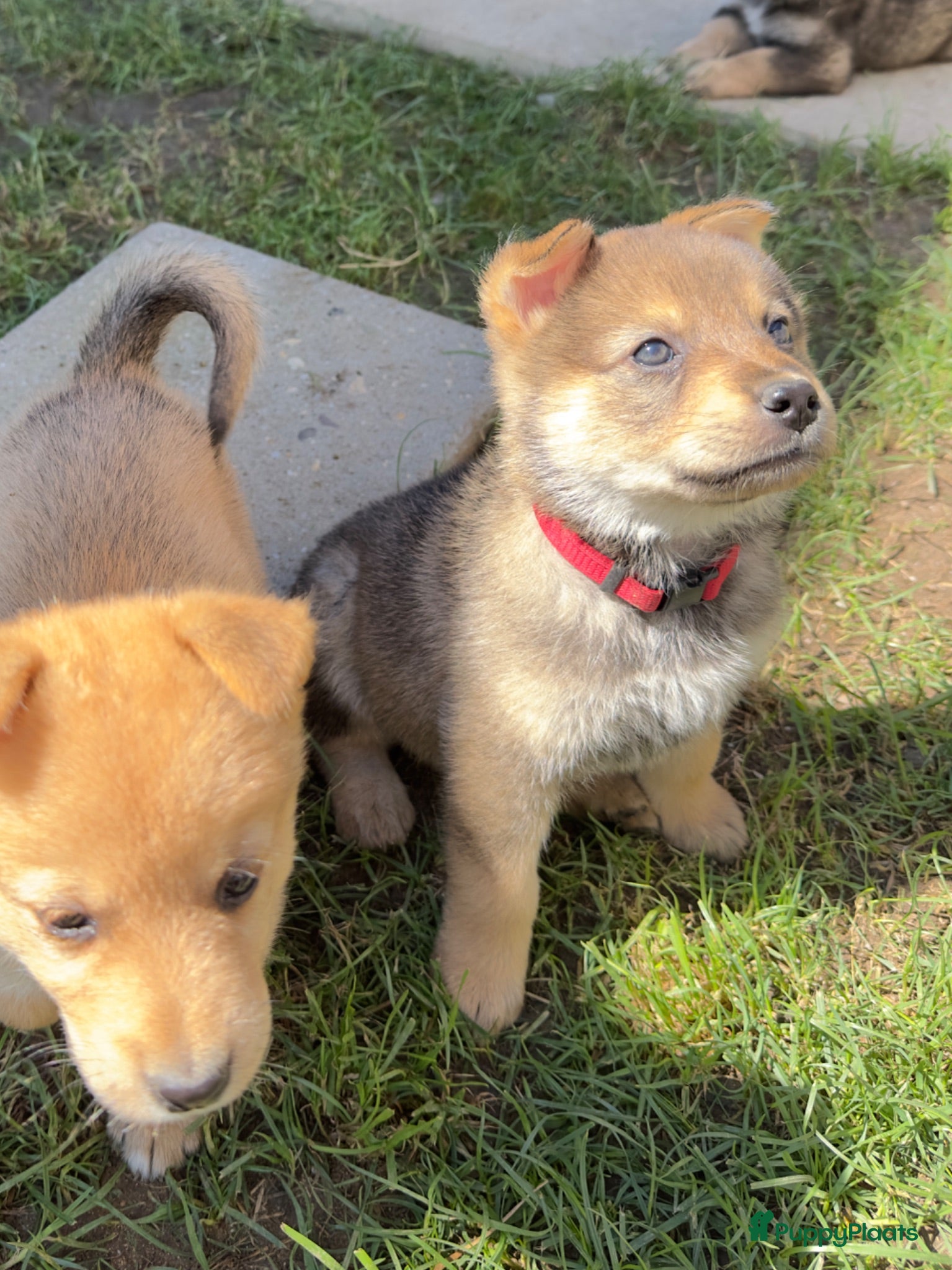 Kruising honden Pup reu Eurasiër / Herdermix - Advertentie 2