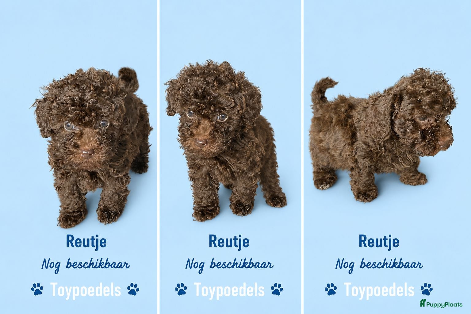 Poedel Toy honden Toy poedel pups  - Advertentie 4