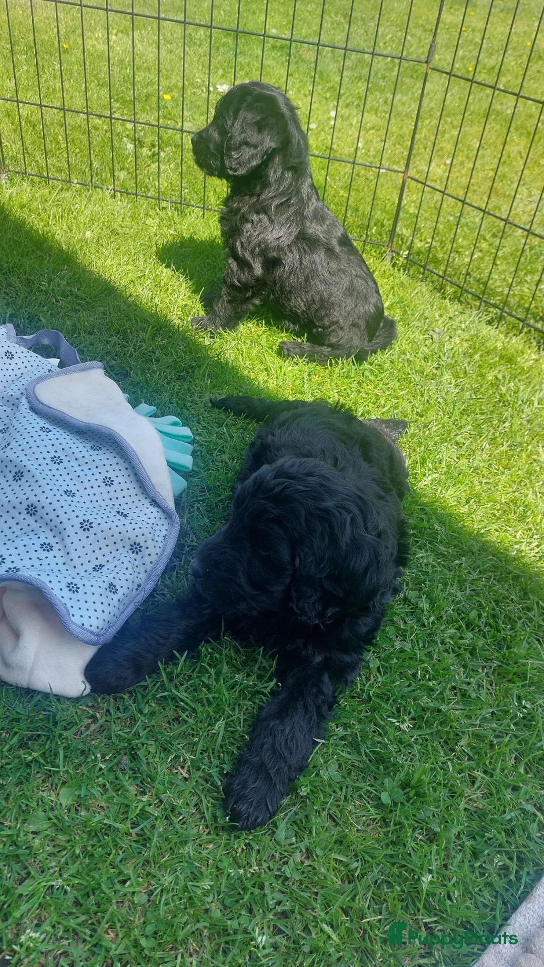 Labradoodle honden te koop: Labradoodle puppie's Reutjes en Teefjes. - Advertentie 1