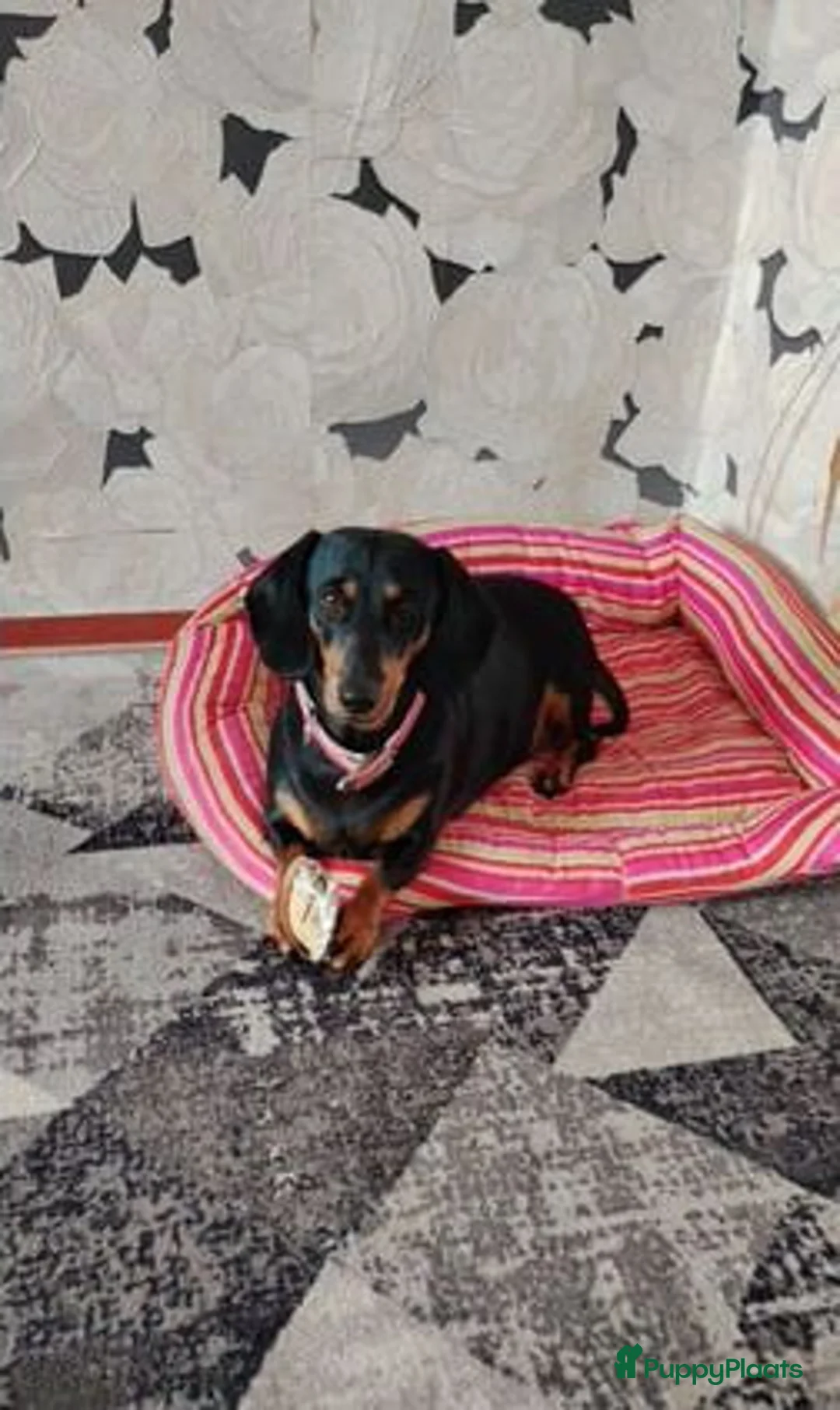 Teckel (korthaar)  honden te koop: Teckel puppy's - Advertentie 4