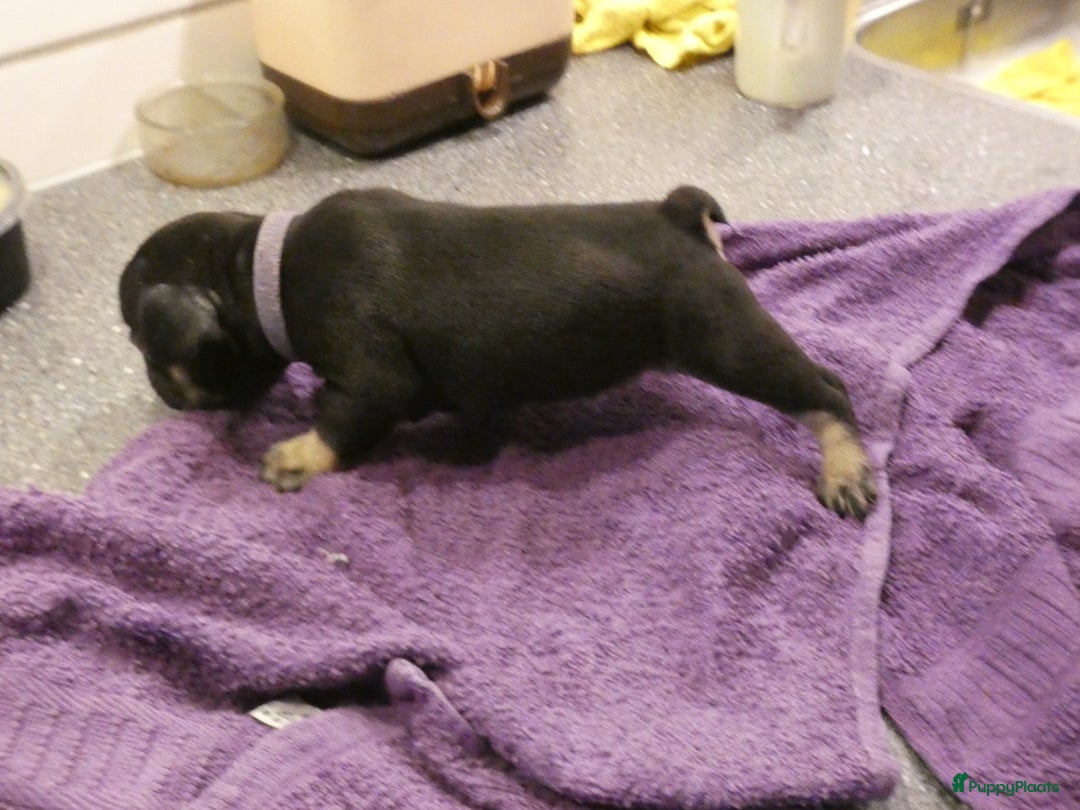 Franse Bulldog honden te koop: Fr bulldog puppy's uit geteste ouders - Advertentie 27