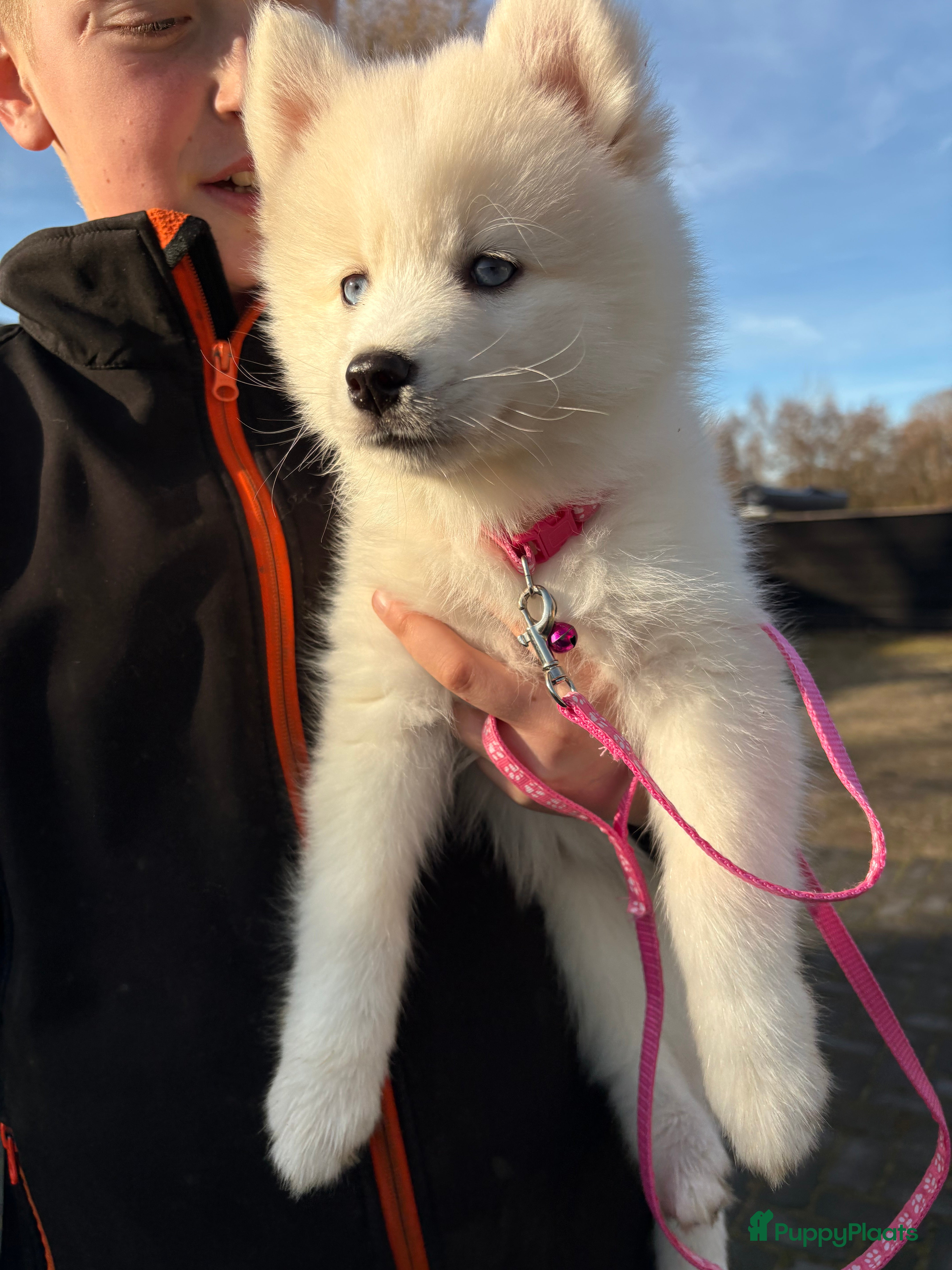 Pomsky honden Pomsky pups te koop –blauwe ogen–nog 1 beschikbaar - Advertentie 2