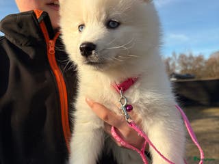 Pomsky honden Pomsky pups te koop –blauwe ogen–nog 1 beschikbaar - Advertentie 11