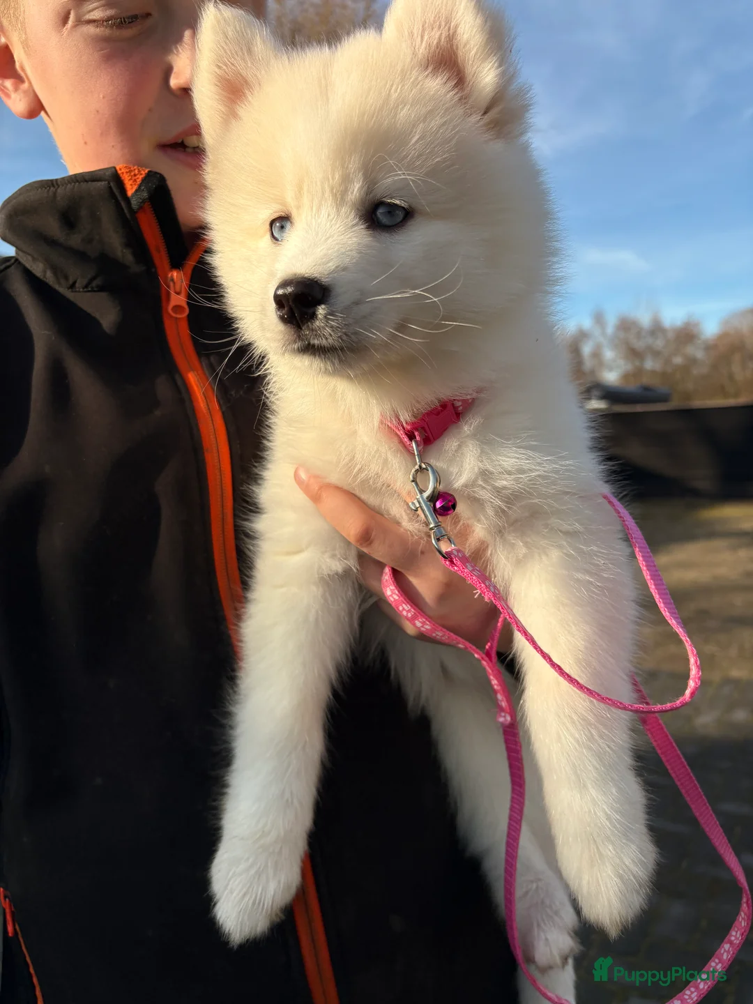 Pomsky honden te koop: Pomsky pups te koop –blauwe ogen–nog 1 beschikbaar - Advertentie 1