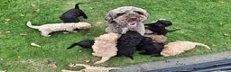 Labradoodle honden te koop: Mini Labradoodle puppy's - Advertentie 4