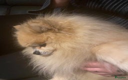 Pomeriaan honden te koop: Volwassen pomeriaan - Afbeelding 14