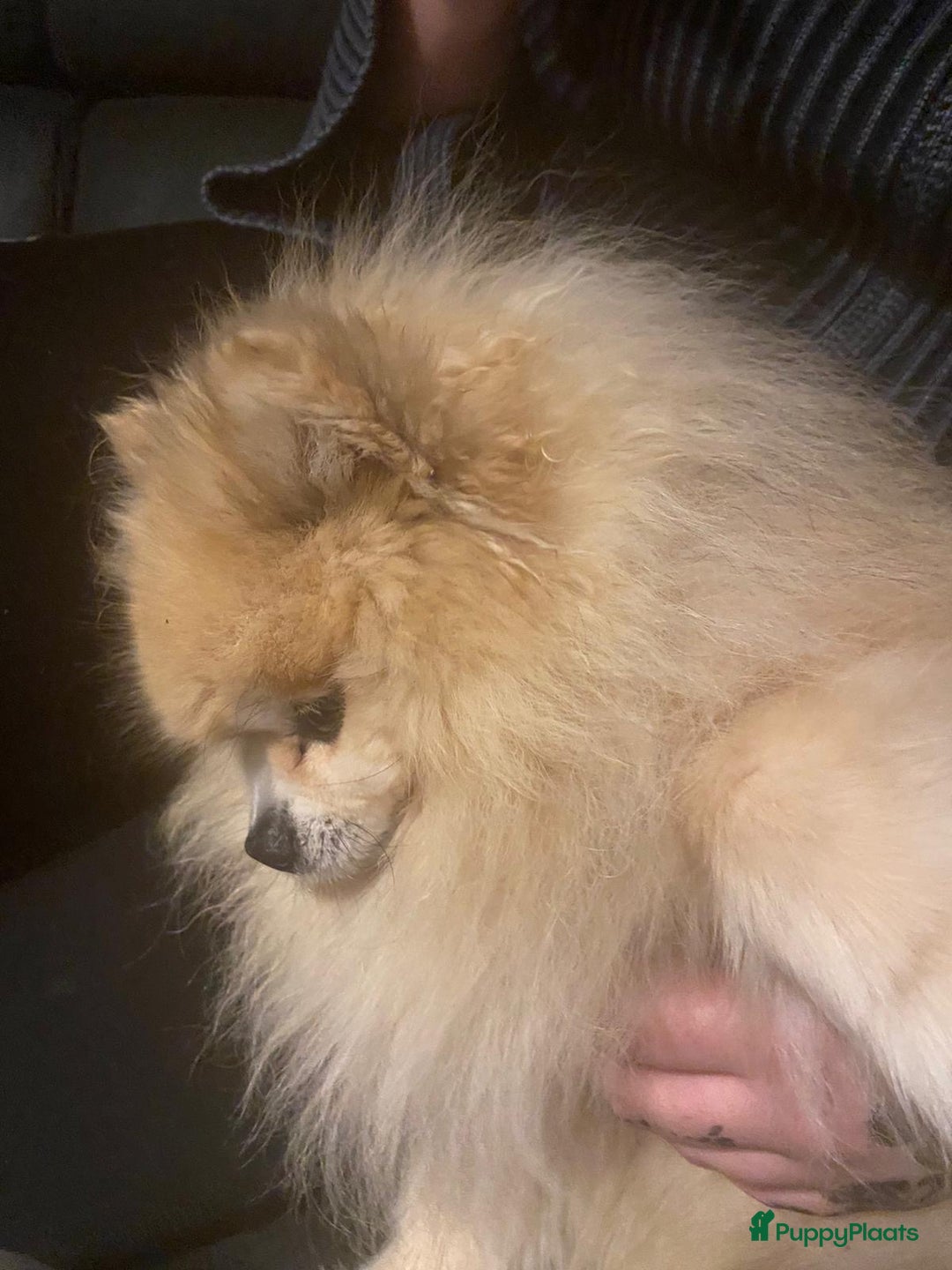 Pomeriaan honden te koop: Volwassen pomeriaan - Afbeelding 14