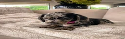 Kruising honden te koop: ❤️💙 Prachtige Doxiepoo's zoeken 4-ever home ❤️💙 - Advertentie 16
