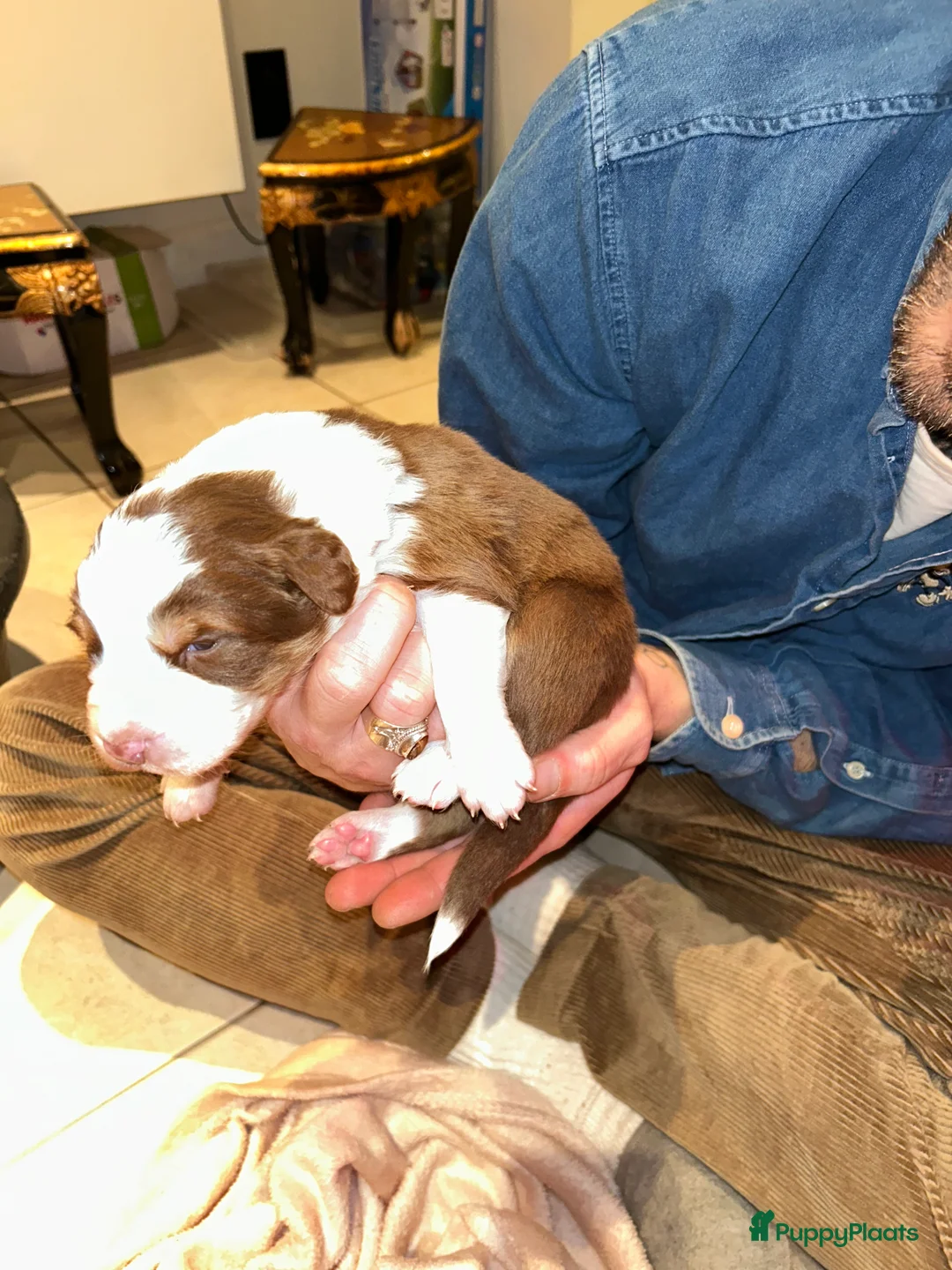 Australian Shepherd honden te koop: 100% raszuivere Australian Sheperd pups - Advertentie 21