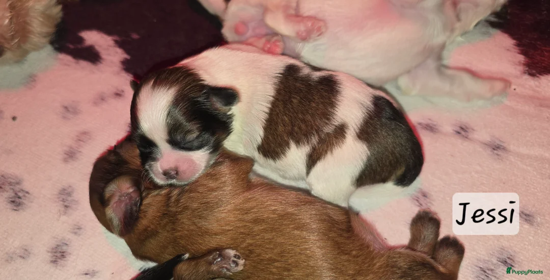 Kruising honden te koop: Boomer pups 14-1 geboren (Shih-Tzu x Boomer) - Advertentie 18