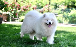 Samojeed honden te koop: Nestaankondiging Samojeedpups begin Augustus - Afbeelding 13