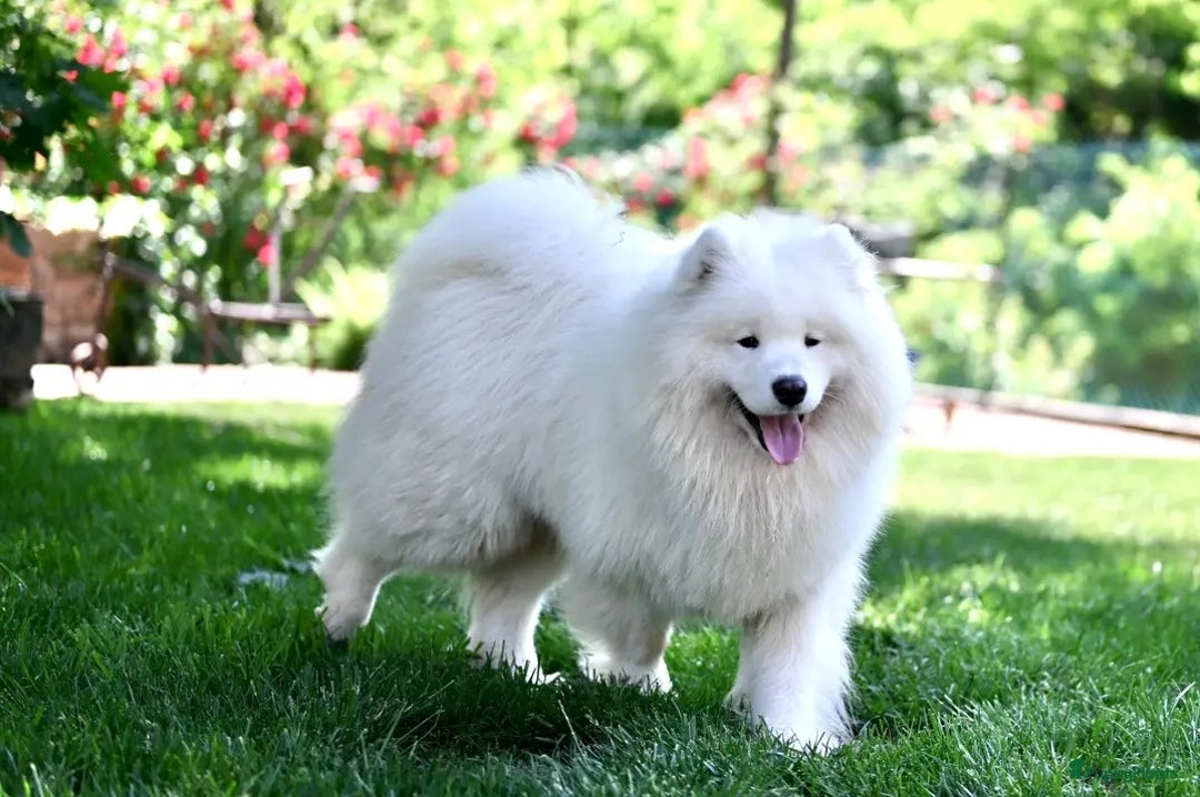 Samojeed honden te koop: Nestaankondiging Samojeedpups begin Augustus - Afbeelding 13