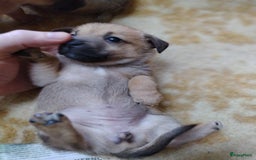 Kruising honden te koop: Jack Russell terriër kruising met pomeriaan reu in Eemnes - Afbeelding 13