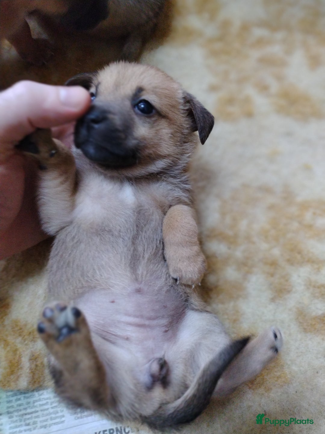 Kruising honden te koop: Jack Russell terriër kruising met pomeriaan reu in Eemnes - Afbeelding 13