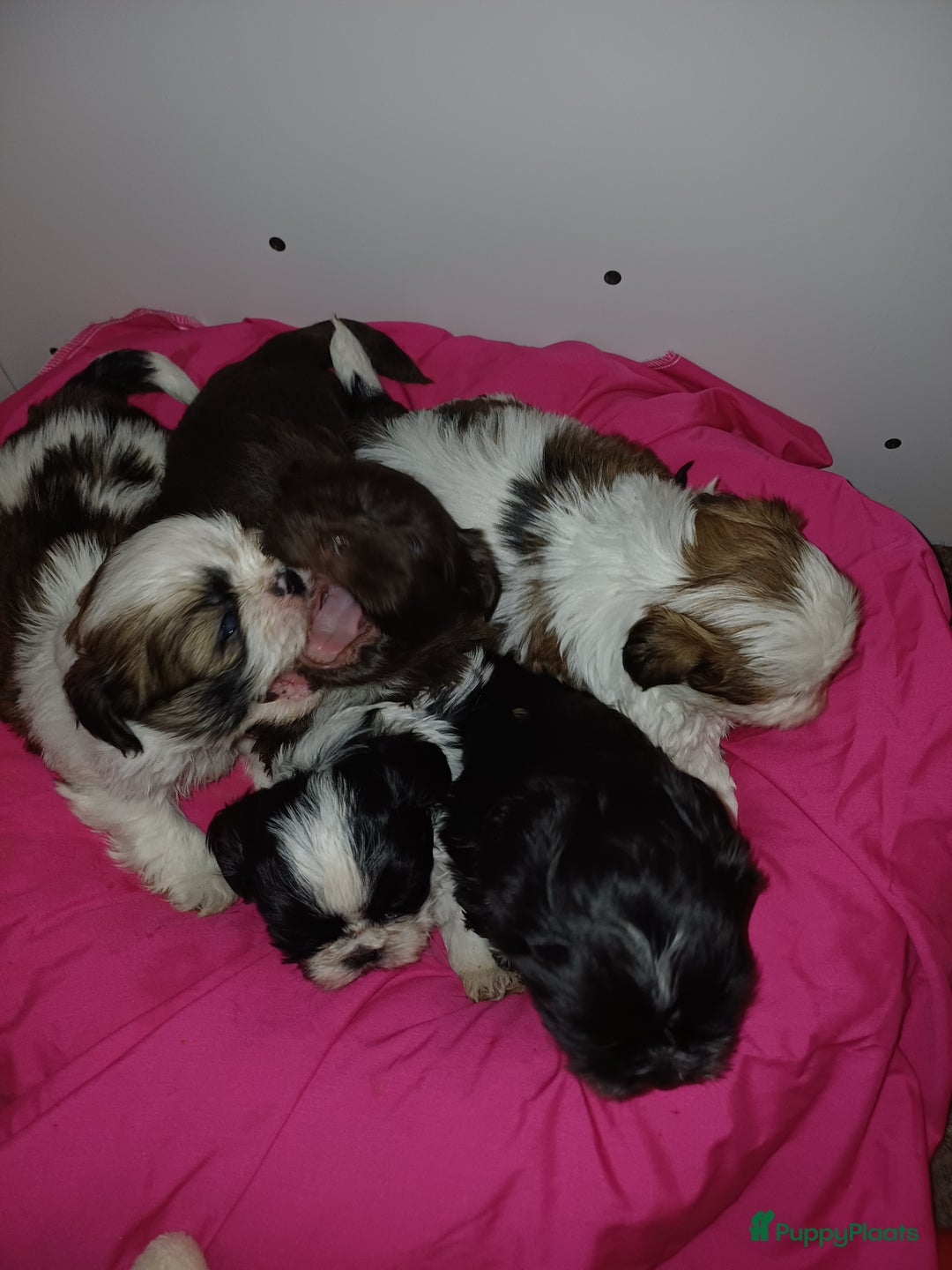 Shih Tzu honden te koop: Lieve leuke raszuiver shih tzu pups  - Advertentie 1
