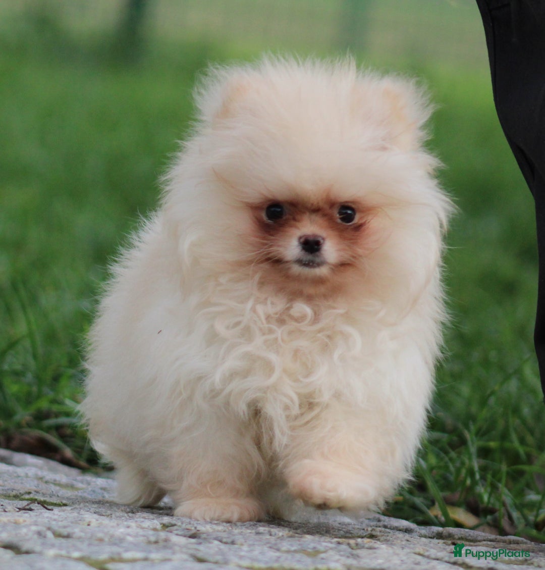 Pomeriaan honden te koop: Pomeriaan pup - Advertentie 3