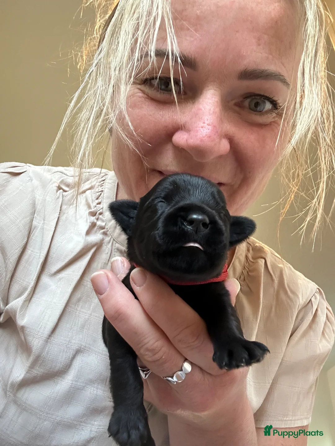 Riesenschnauzer honden te koop: Riesenschnauzer puppy’s - Advertentie 2