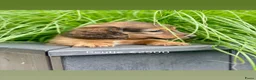 Teckel (langhaar) honden te koop: Mooie langharige kleurrijke teckel pups - Advertentie 5