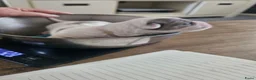 Malshi honden te koop: Boomertjes (malchi) - Advertentie 20