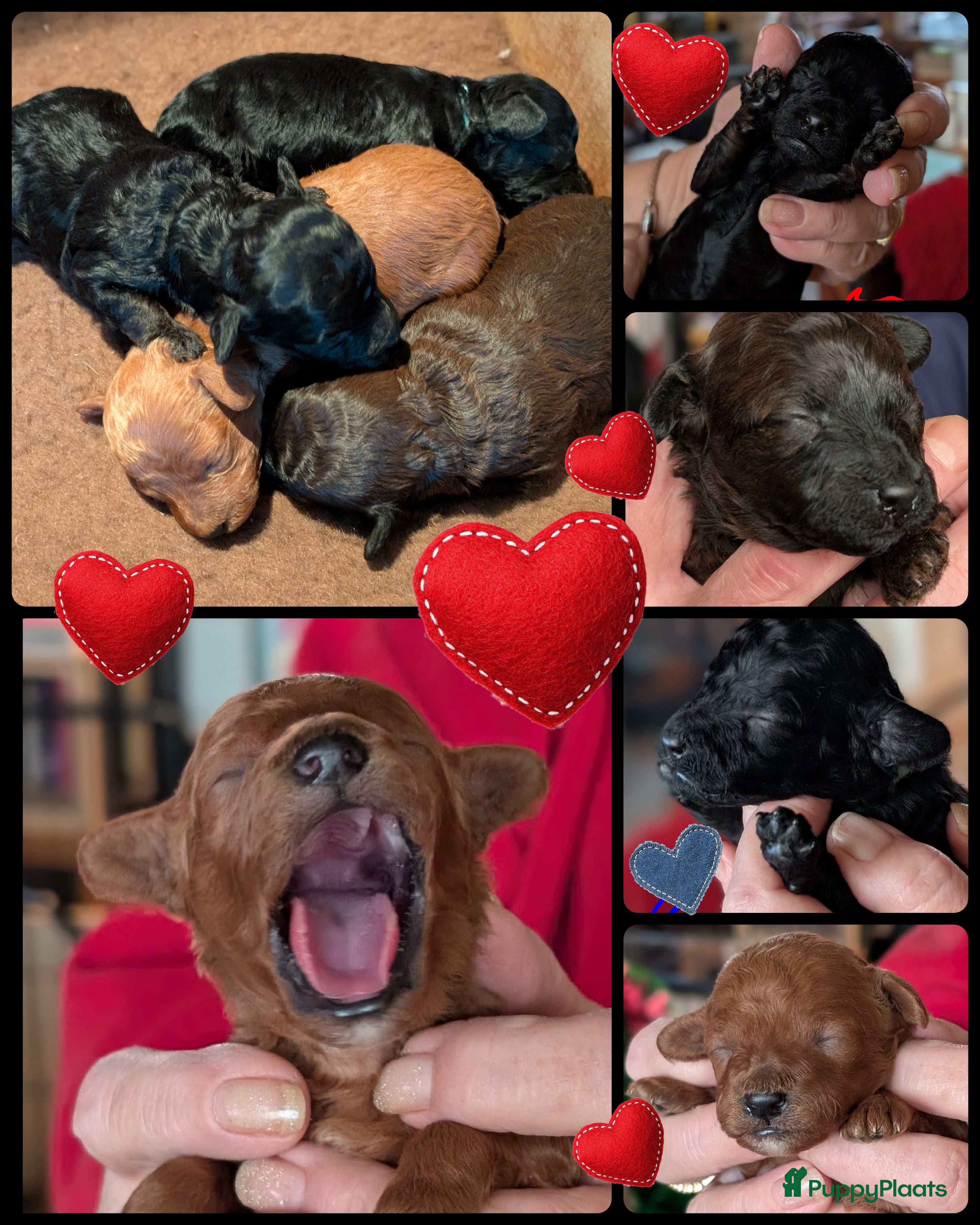 Poedel Toy honden Toypoedel puppies  - Advertentie 2