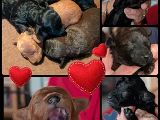 Poedel Toy honden Toypoedel puppies - Advertentie 2