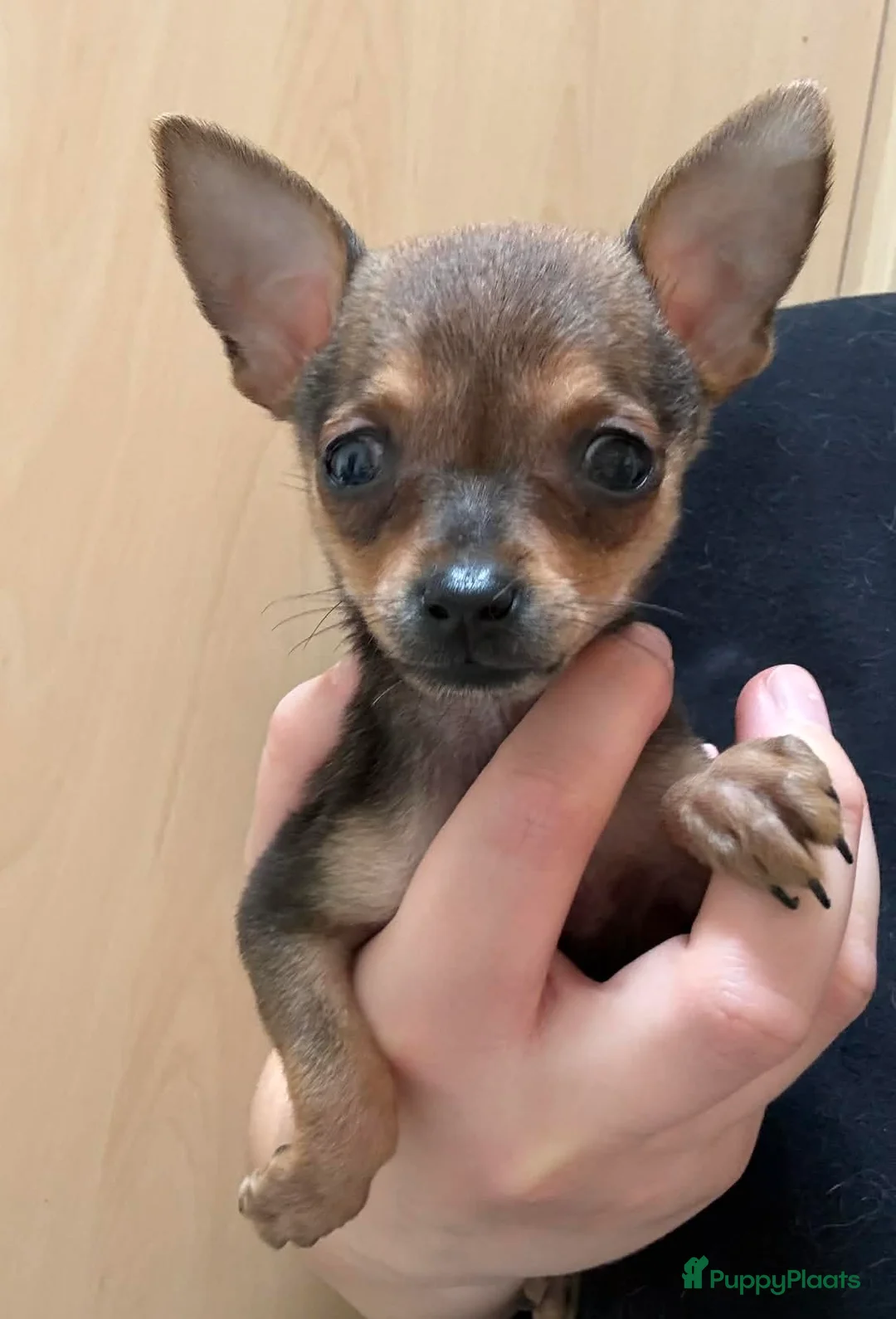 Praagse Rattler honden te koop: Prachtige mini Praagse rattlers  in Echt - Advertentie 7