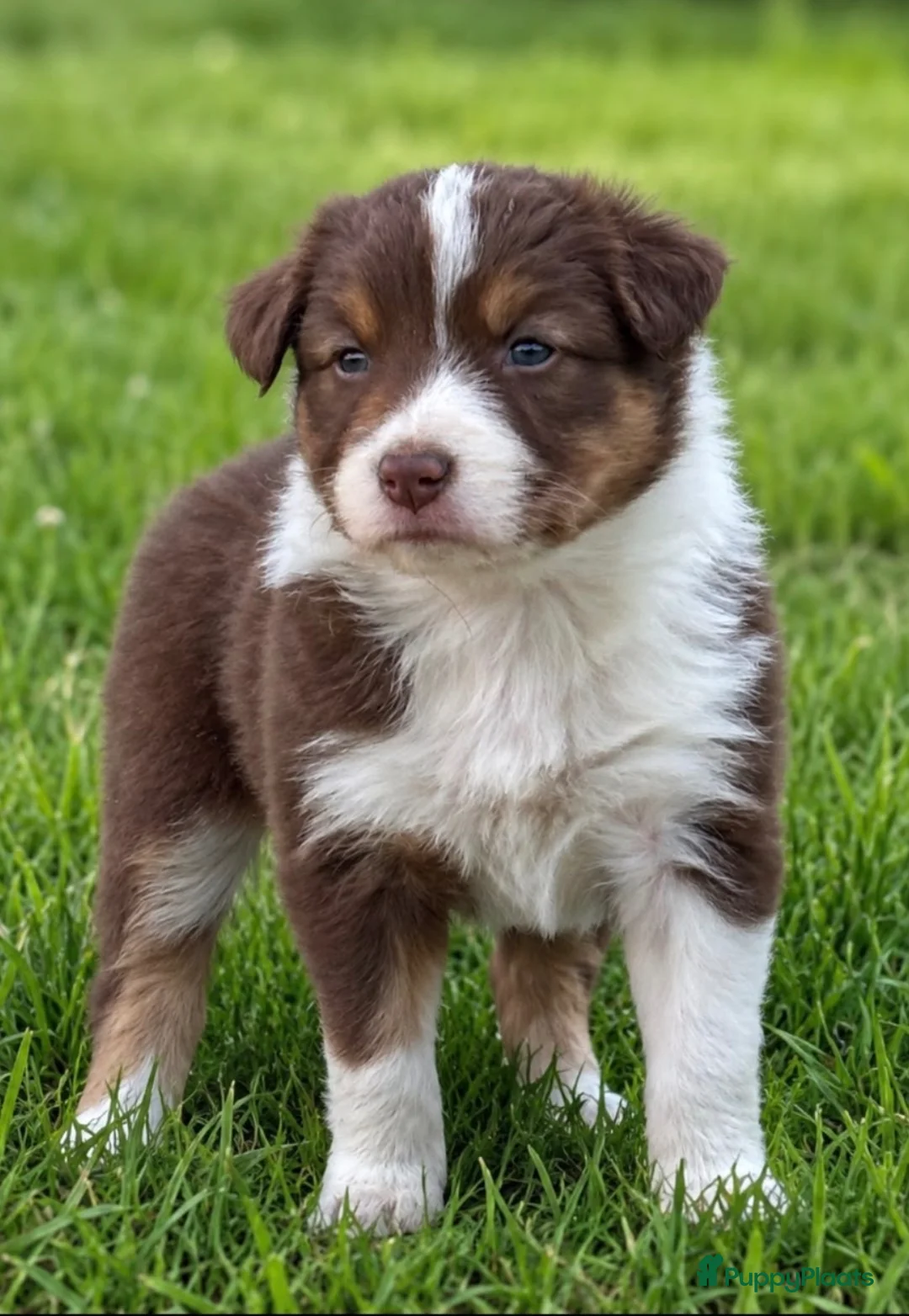Australian Shepherd honden te koop: Aussies pups zoeken een gouden mandje  - Advertentie 2