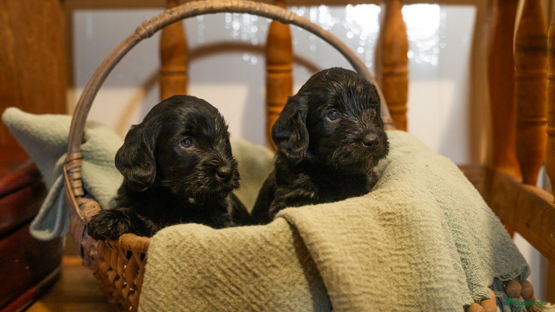 Labradoodle honden te koop: Kleine medium labradoodle F1 pups  - Advertentie 4