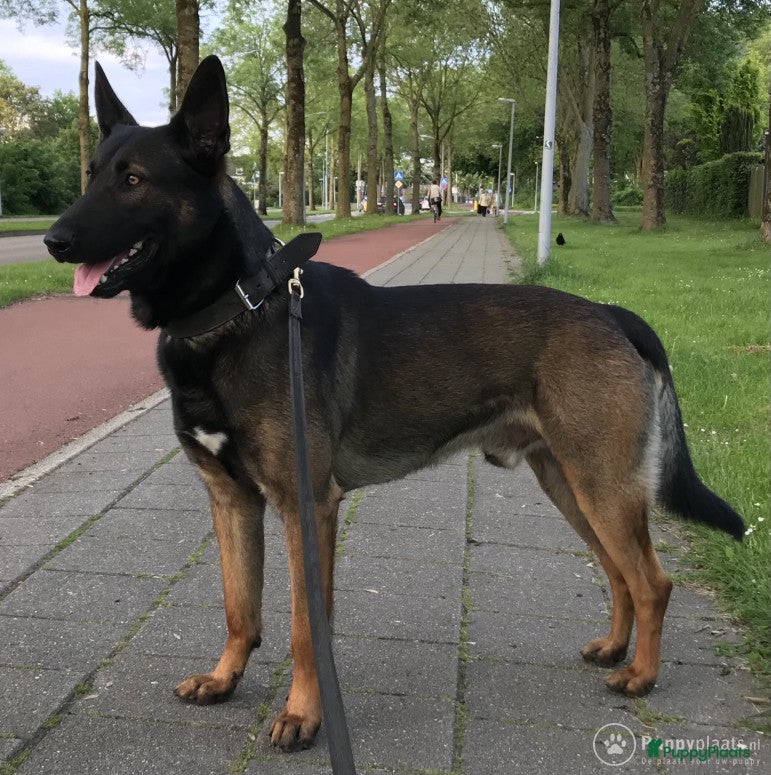 Mechelse Herder honden Max dekreu in Tiel - Advertentie 2