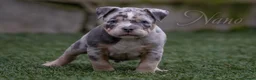 Amerikaanse Bully honden ter dekking: American Bully standaard dekreu  - Advertentie 6