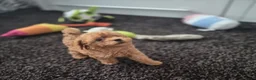 Poedel Toy honden te koop: Ieniemienie teefje 🌸💜 - Advertentie 3