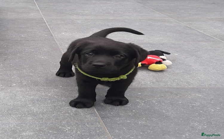 Labrador Retriever honden - Advertentie 1