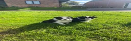 Border Collie honden te koop: Border Collie pups - Advertentie 9