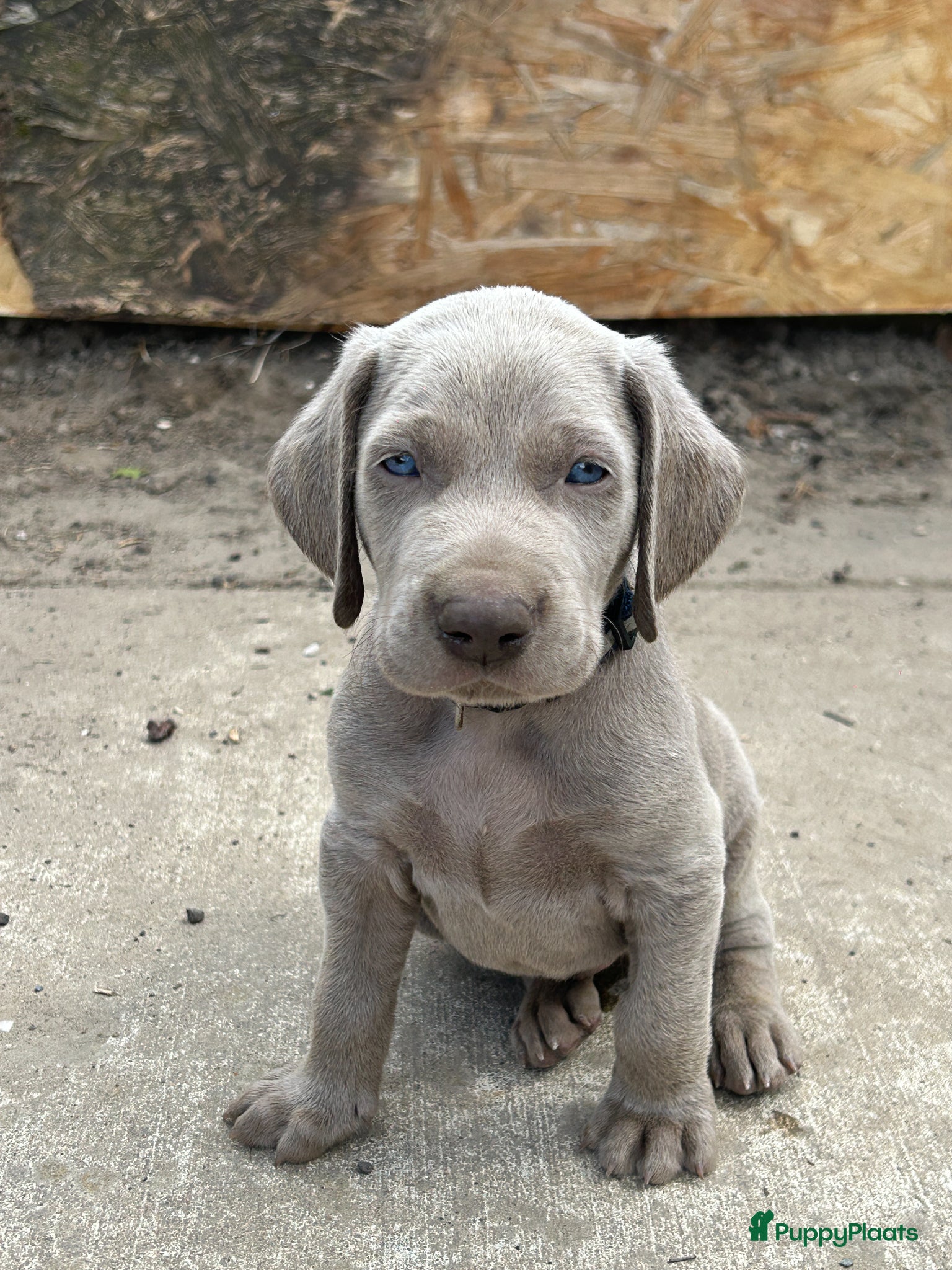 Weimarse Staande Hond korthaar honden Nestje van Viza - Advertentie 1