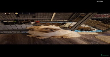 Shih Tzu honden - Advertentie 11