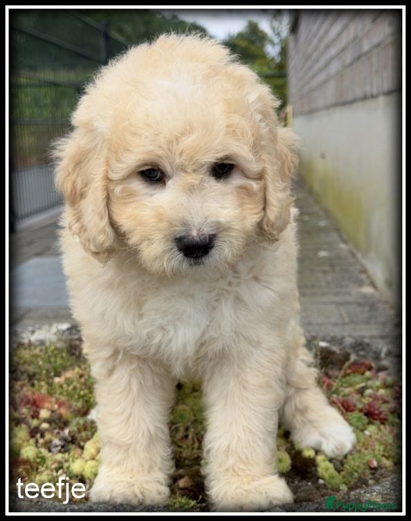 Labradoodle honden Labradoodle pups +/- 45 cm - Advertentie 2