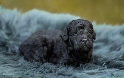 Labradoodle honden te koop: Prachtige multigen Labradoodles wavy vacht - Afbeelding 23