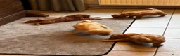 Labradoodle honden te koop: Labradoodle pups Medium - Advertentie 11