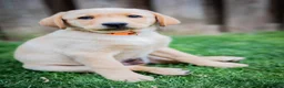 Kruising honden te koop: Labrador x Australian Shepherd pups te koop - Advertentie 1