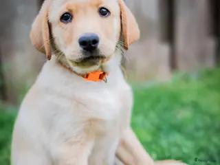Kruising honden Labrador x Australian Shepherd pups te koop - Advertentie 5
